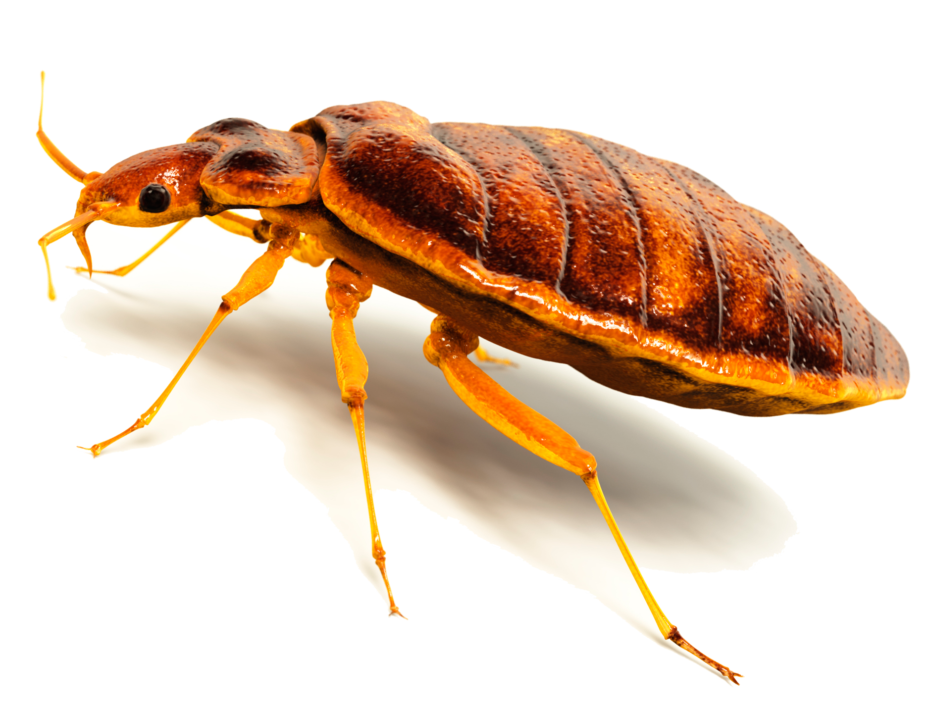 Bed Bug Control Sydney