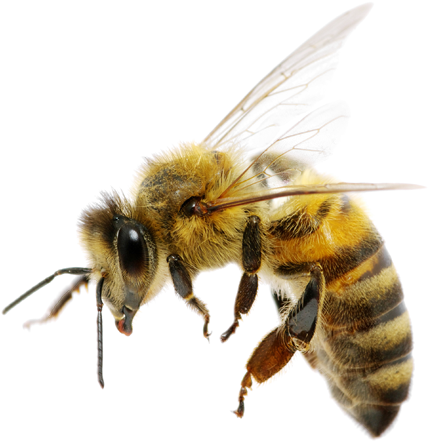 Bee removal services Sydney