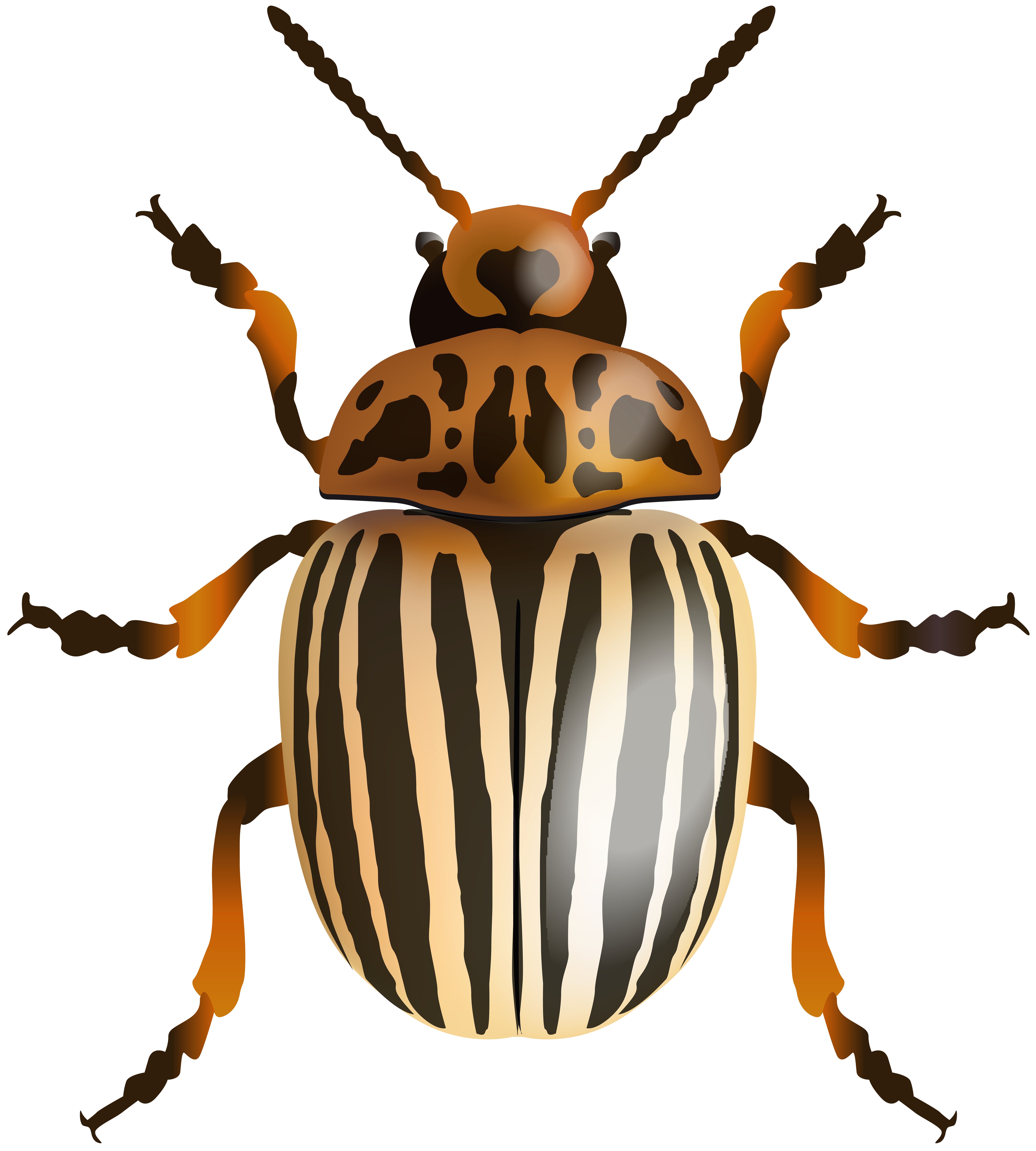 beetle pest control Sydney