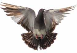 Bird proofing services Sydney