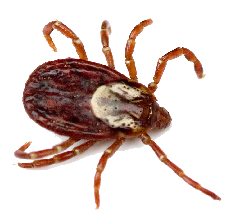 tick control services Sydney