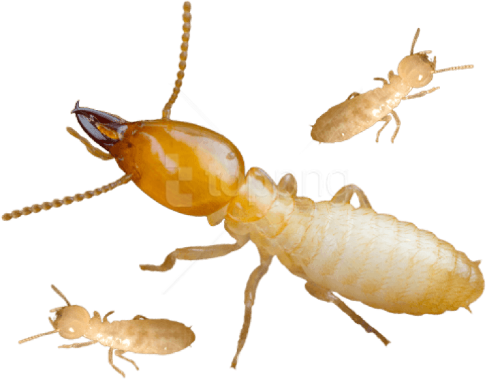 Termite Inspection Treatment Sydney