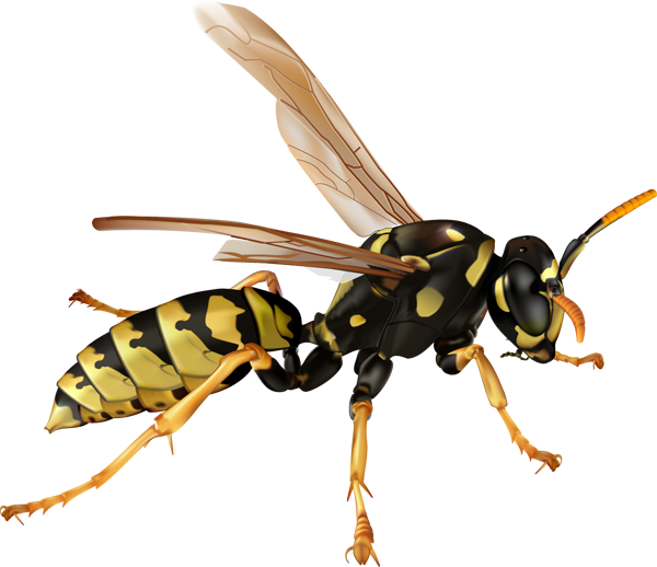 Wasp Nest Removal Sydney