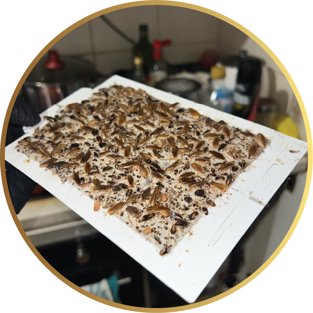 Cockroach pest control services in Drummoyne by Stark Pest Solutions