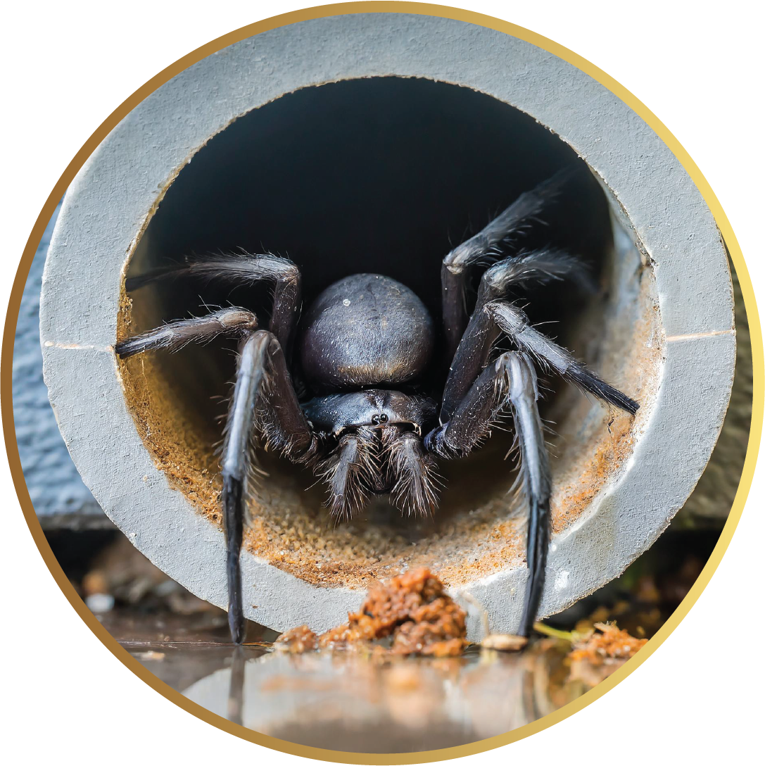 Spider control in Drummoyne - spider pest control services