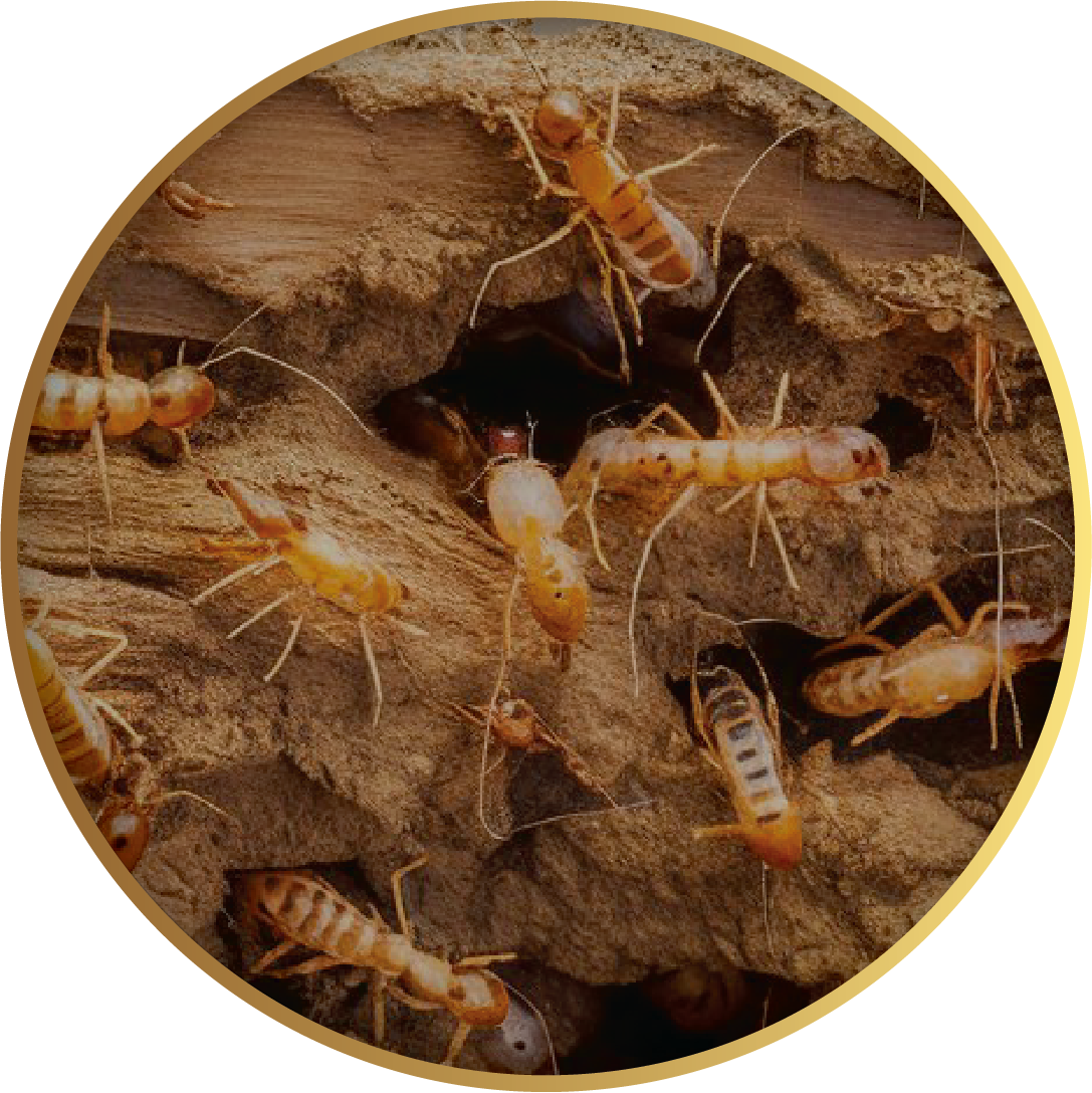 Termite control in Drummoyne - close-up of termites in damaged timber