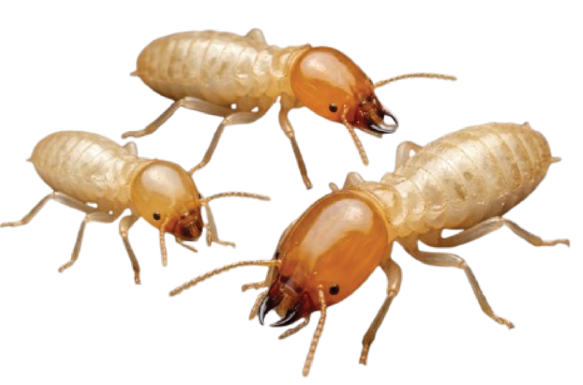 Close-up of termites highlighting Stark Pest Solutions termite treatment services