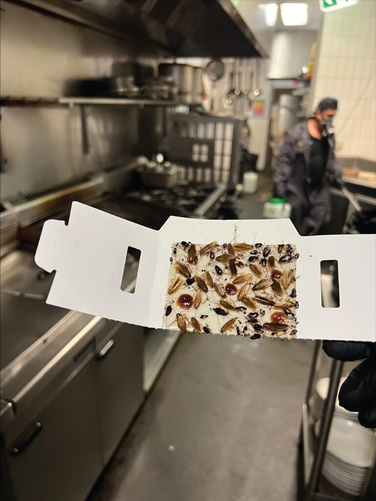Stark Pest Solutions technician using a professional cockroach glue trap in a commercial kitchen in Sydney