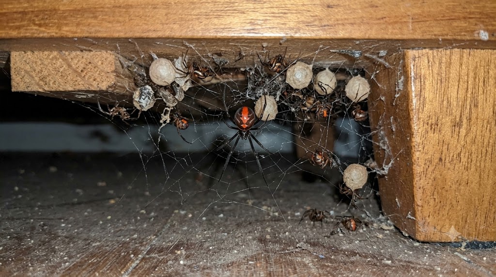 Redback spider infestation with egg sacs clustered under furniture