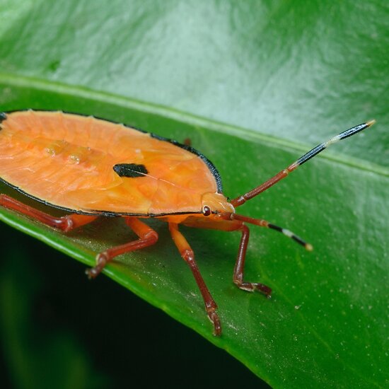 Close-up of brown marmorated stink bug Sydney